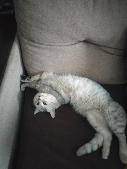 Ищет дом и семью. Срочно