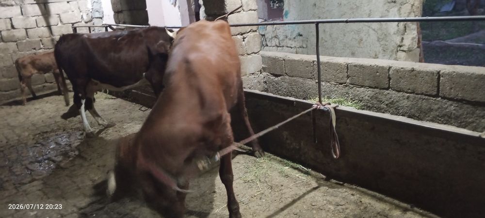 Ona bola sigir sotiladi