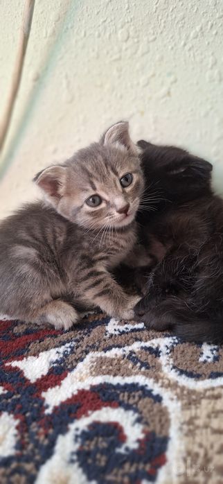 Шотландский котята