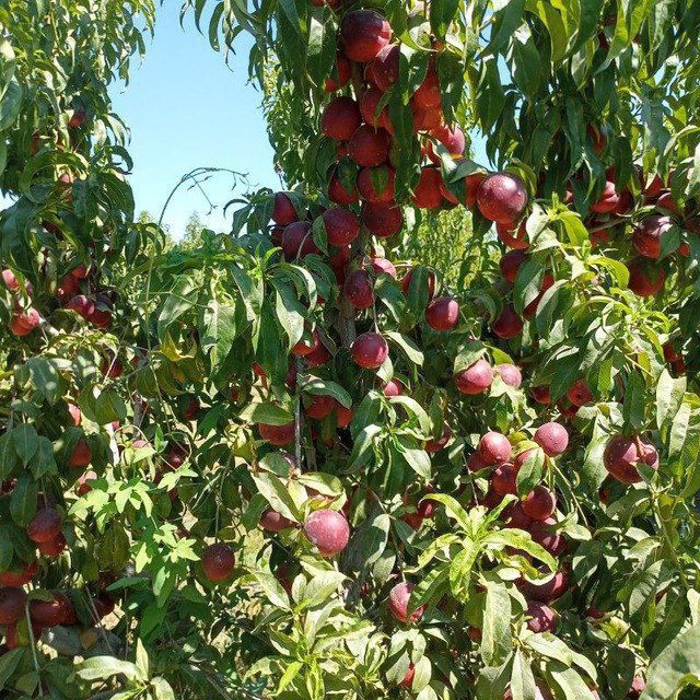 Шафтоли кучатлари сотувда