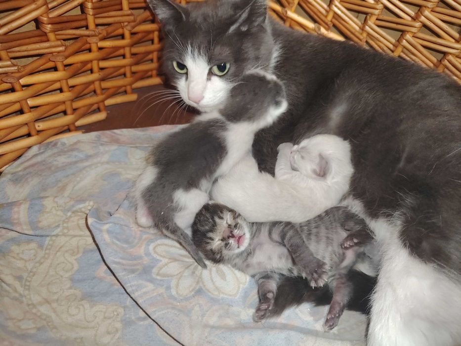 Отдам в добрые руки котят