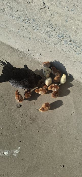 Kariyski xanyap jo‘jalri sotiladi