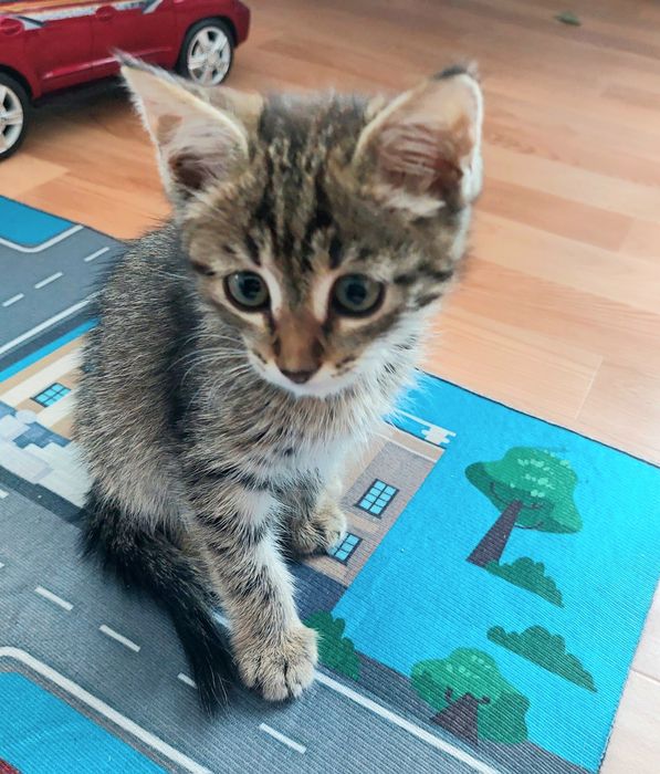 Котёнок табби крыселов