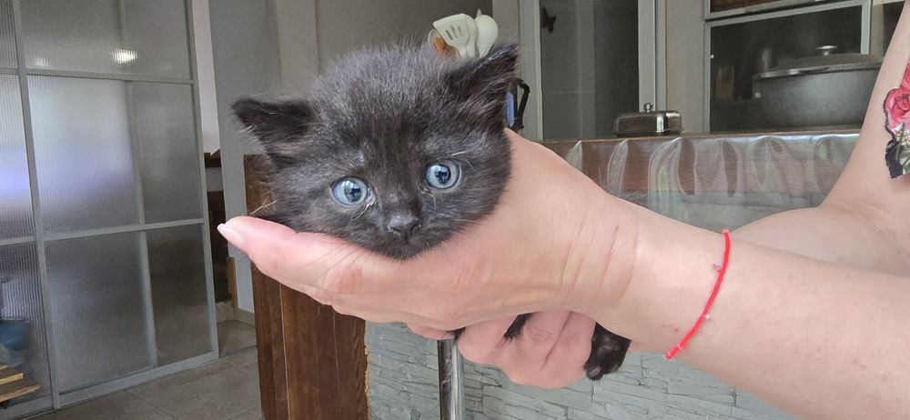 Котята, 5 недель