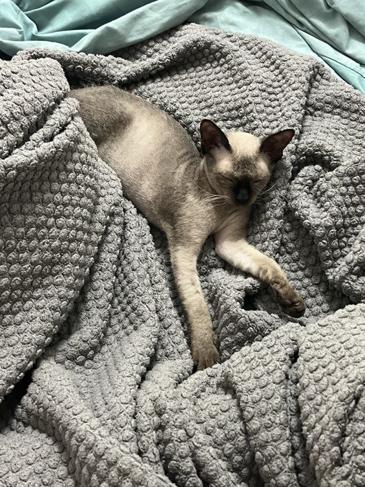 Котенок сфинкс девочка