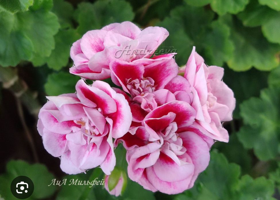 Герань. Пеларгония сортовая от 2000