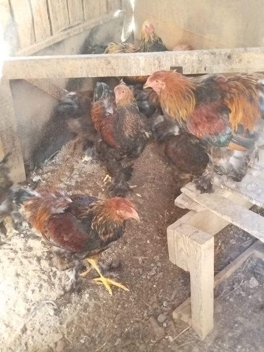 Петухи курапатчитой брамы
