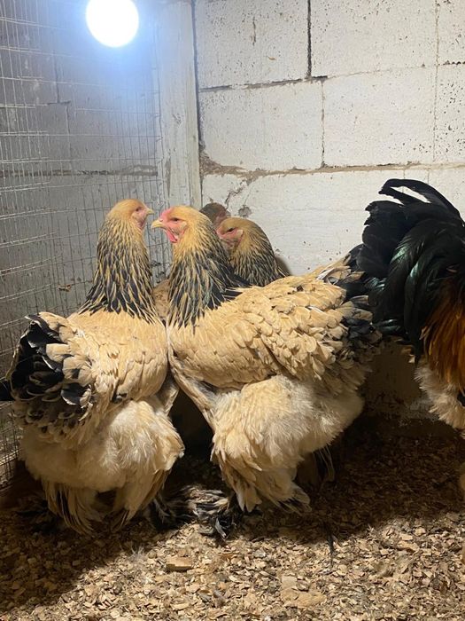 Брама брама куры