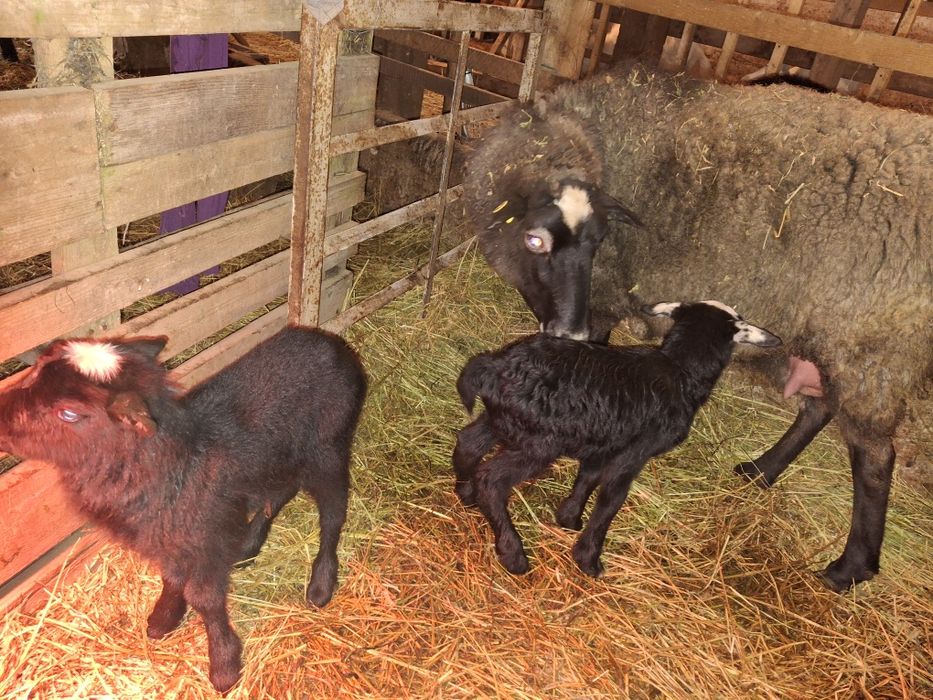 Oaie Romanov cu 2 berbecuți