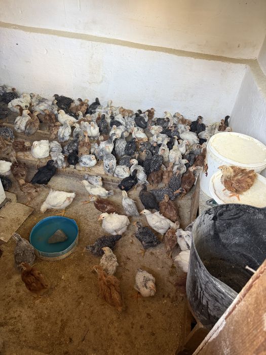 pui rasa mixta,oua si carne
