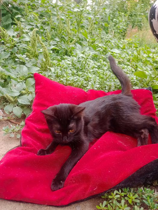 Отдам котенка девочку