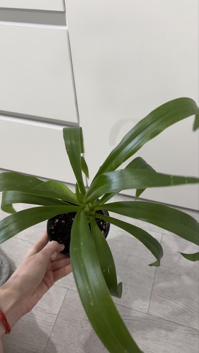 Распродажа — Пальма Юкка