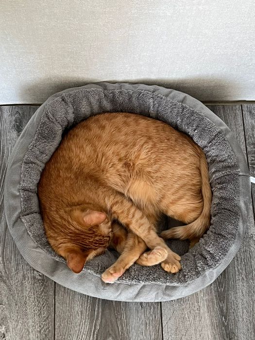 Кошка в добрые руки