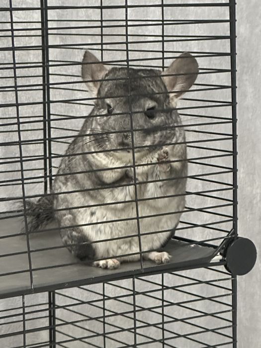 Шиншилла домашняя