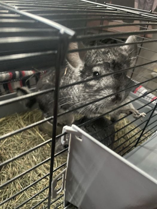 Sinsila adoptie.