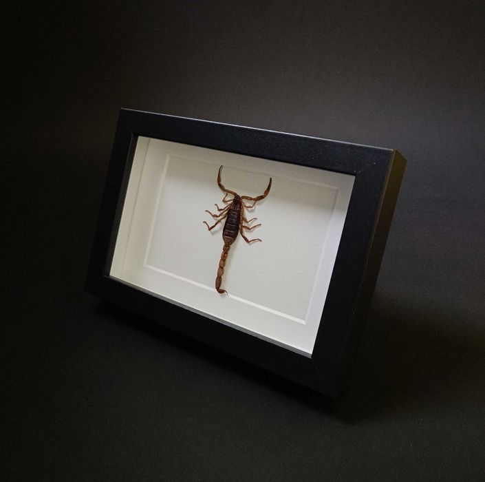 Подарък за зодия Скорпион, Препариран истински скорпион в рамка