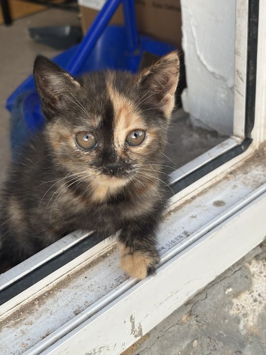 Котята девочки 2 месяца