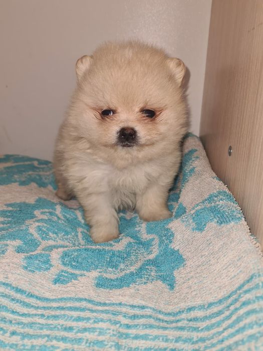 Продам щенков  шпица.