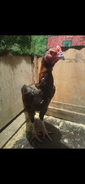 Продам курей даканов