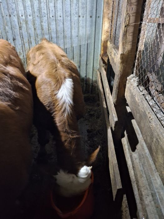 Продам бычков 10 месяцев  и 6 месяцев