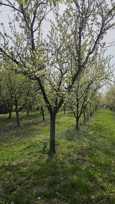 Vand loc de casa sau livada intravilan