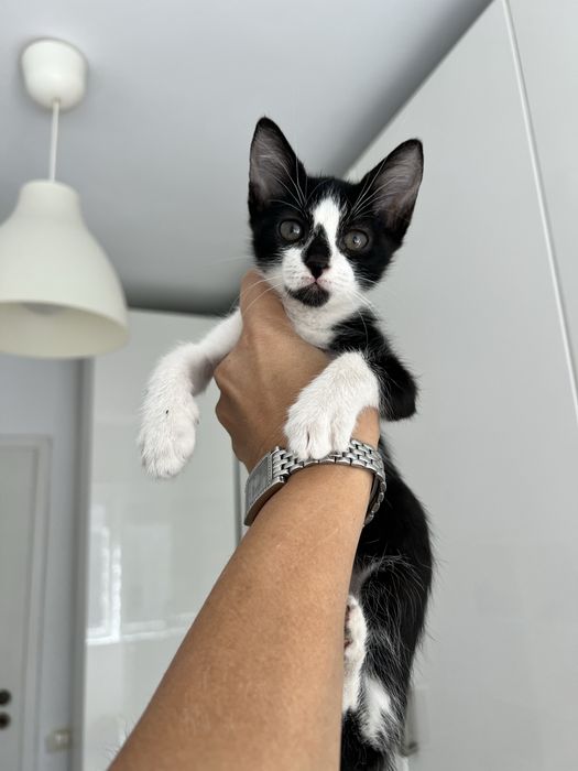 Constanta adoptie pisica