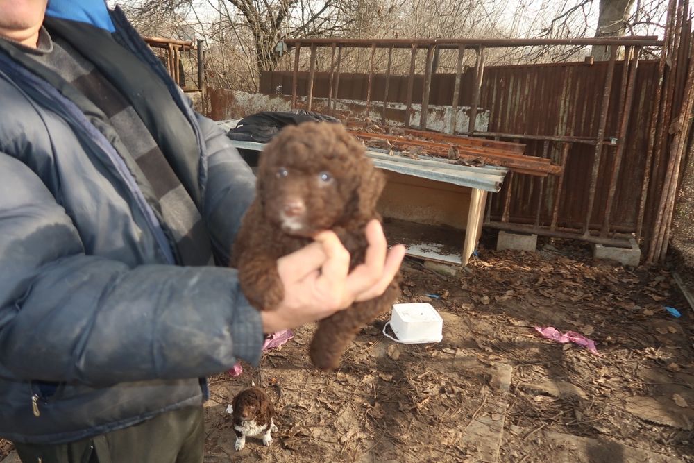 Продавам кучета Лагото Романьоло от работещи родители.