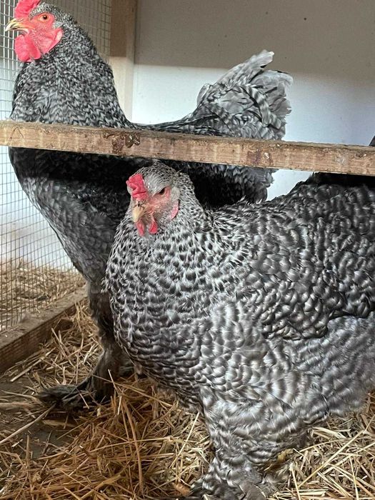 Oua Incubat, Pui si Familii (2+1) Brahma Rasa Pura