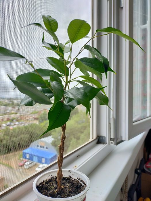 Продам фикус Бенджамина