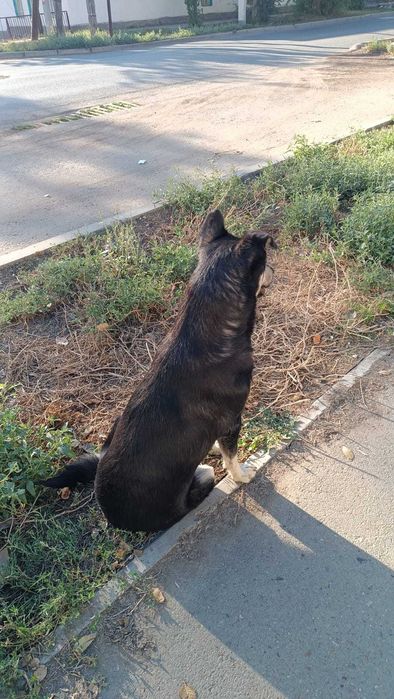 собака бесплатно