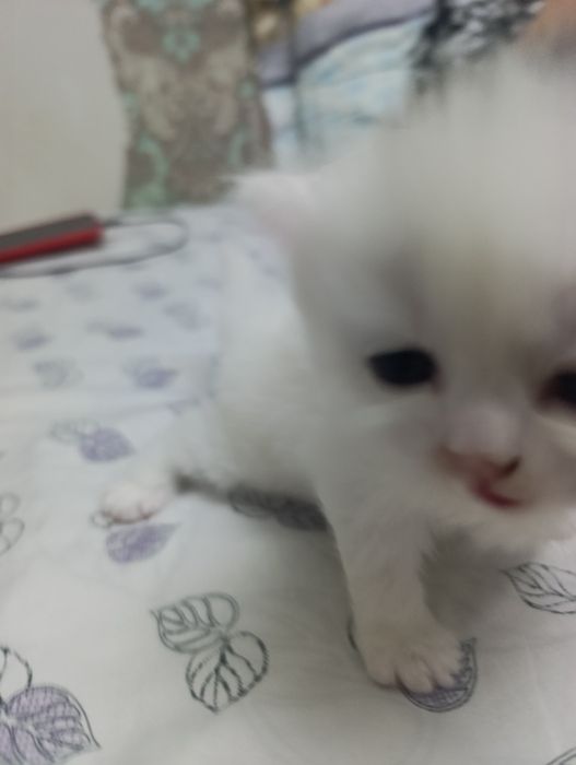 веслоушки красивые