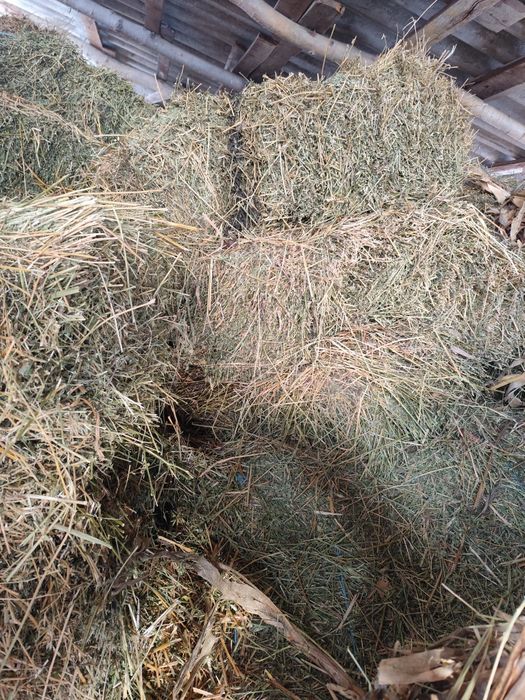 Vând baloți de lucernă