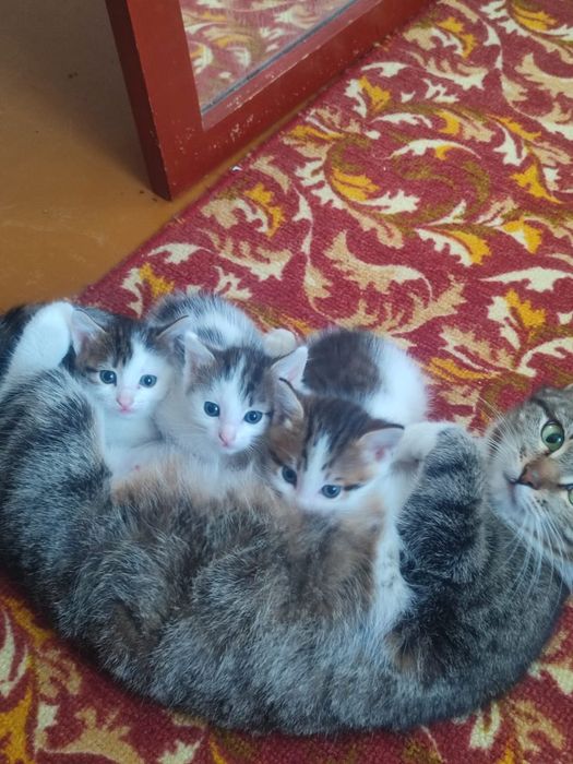 Отдам котят в добрые руки