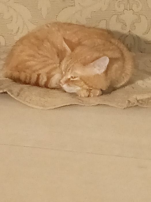 Вязка. Кота 4х летняя