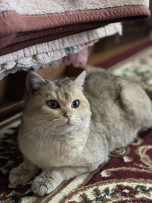 Золотая Шиншилла