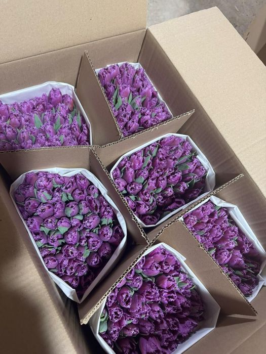 Продам тюльпаны оптом