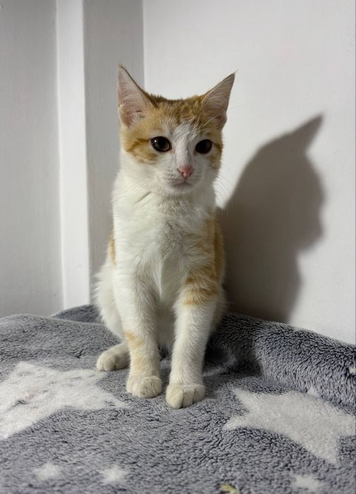 2 котенка, 4-5 месяцев