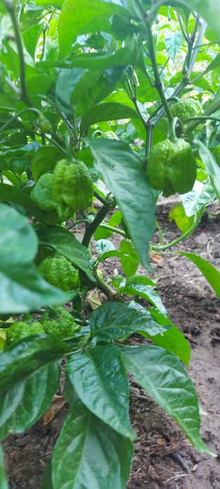 Най-лютата чушка в света – Carolina Reaper