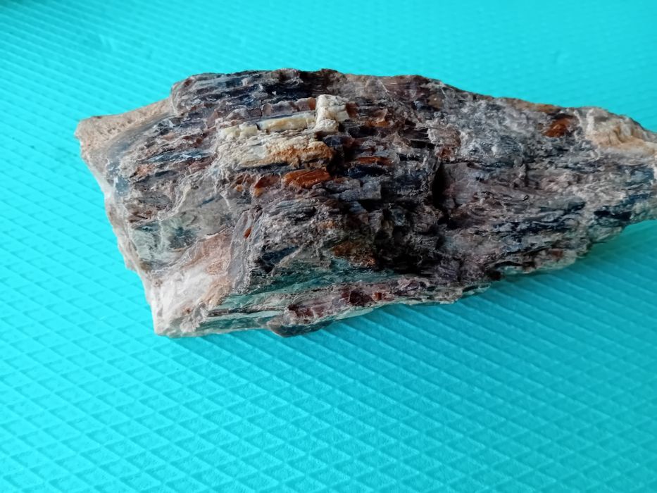 Опалеризирано дърво от времето на Динозаврите на 80милиона години