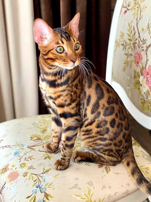 VIP КОТЯТА- Бенгальские!