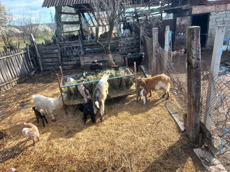 capre cu iezi de vânzare