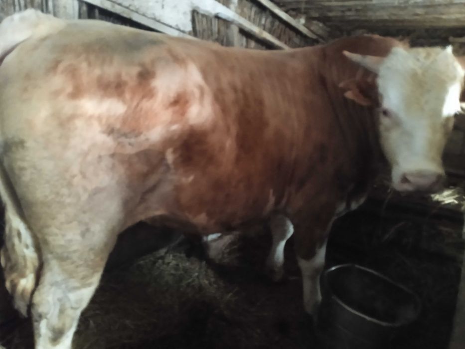 Продам Быков с Откорма