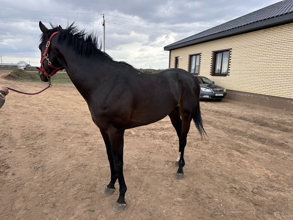 Продается производитель