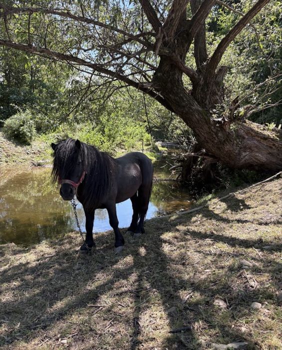 Vând ponei armasar in varsta de 3 ani