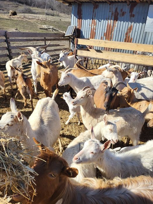 Vand capre cu iezi și țapi castrati