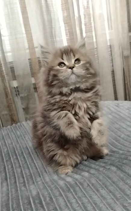 Шикарная Шотландская девочка..