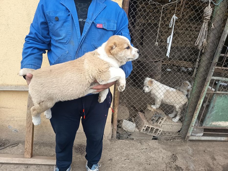 Алабай (Средно Азиатска овчарка)