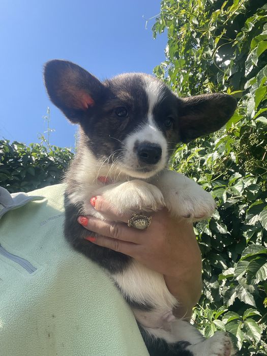 Вельш корги кардиган