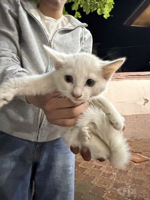 Отдам ДАРОМ котят