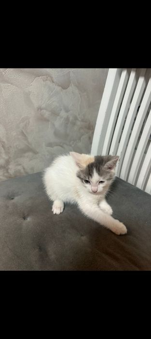 Продам котят. Продам